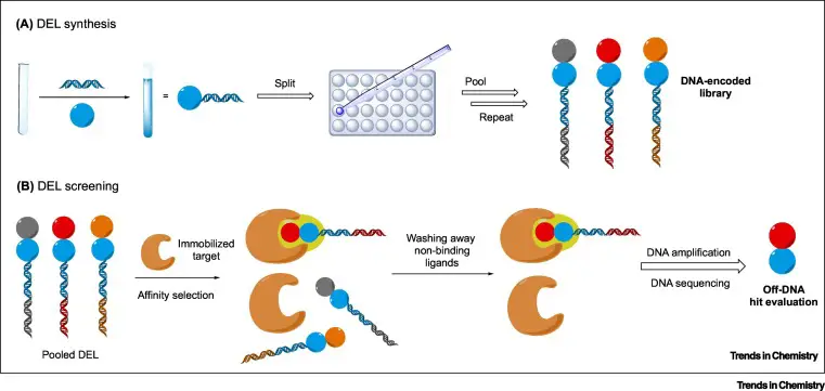 An Overview Of DNA Encoded Library Technology - Techyv.com