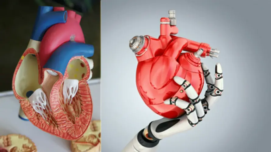 How Soon Will We Be Able To Create Artificial Organs?