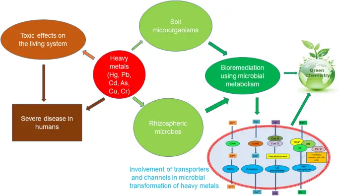 Genes In Heavy Metal Tolerance: An Overview - Techyv.com