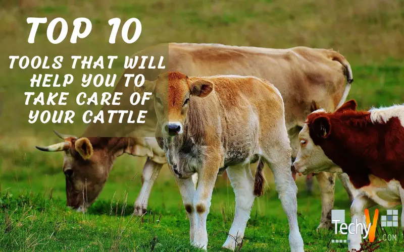 Top 10 Tools That Will Help You To Take Care Of Your Cattle